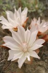 Bitter Root blossoms (white form)