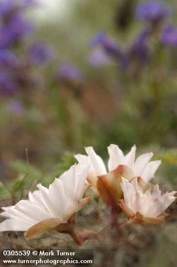 Lewisia rediviva