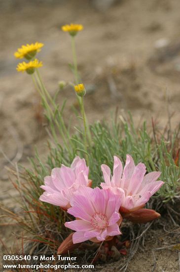 Lewisia rediviva