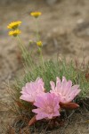 Bitter Root blossoms (pink form) w/ Linear-leaf Daisies soft bkgnd