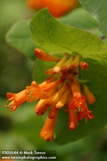 Lonicera ciliosa