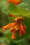 Orange Honeysuckle blossoms & foliage detail