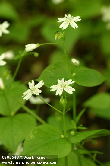 Claytonia sibirica (Montia sibirica)