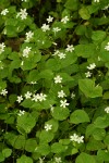 Candyflower mass of blooming plants on forest floor