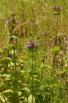 Broad-leaved Penstemon