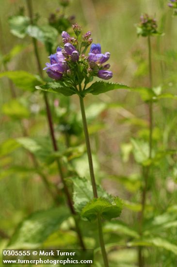 Penstemon ovatus