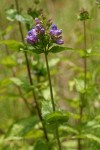 Broad-leaved Penstemon blossoms & foliage