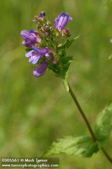 Penstemon ovatus