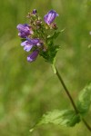 Broad-leaved Penstemon blossoms & foliage detail