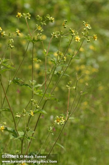 Potentilla glandulosa