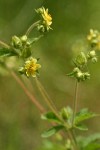 Sticky Cinquefoil blossoms & foliage