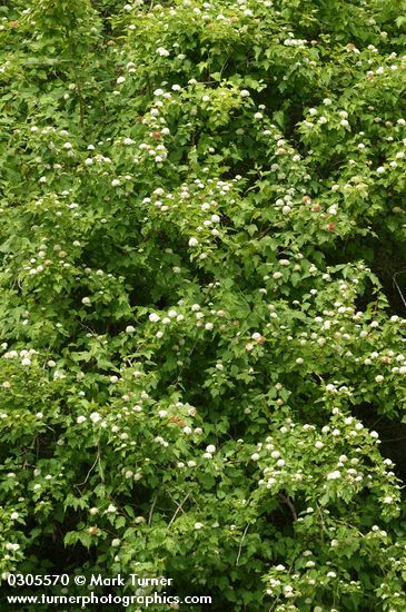 Physocarpus capitatus