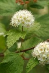 Pacific Ninebark blossoms & foliage detail