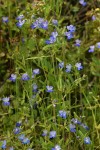 Large-flowered Blue-eyed Mary