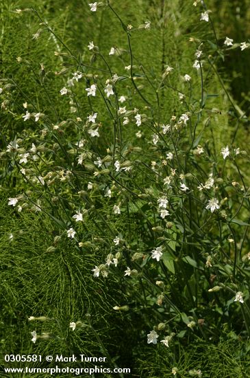 Silene latifolia ssp. alba (Lychnis alba)