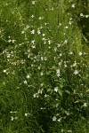 White (Bladder) Campion