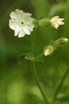 White (Bladder) Campion blossom detail