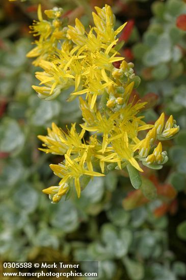 Sedum spathulifolium