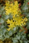 Pacific Sedum blossoms detail