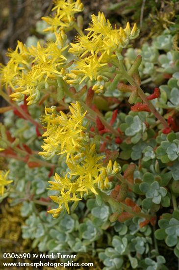 Sedum spathulifolium