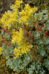 Pacific Sedum