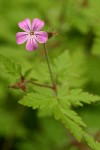 Herb Robert blossom & foliage detail