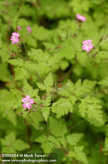 Geranium robertianum