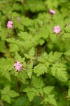 Herb Robert