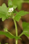 Woods Nemophila blossom & foliage detail