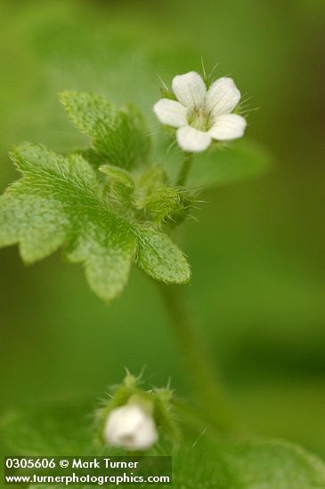 Nemophila parviflora