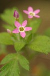 Varried-leaf Collomia blossoms detail