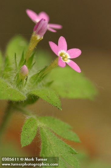 Collomia heterophylla