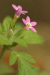 Varried-leaf Collomia blossoms & foliage detail