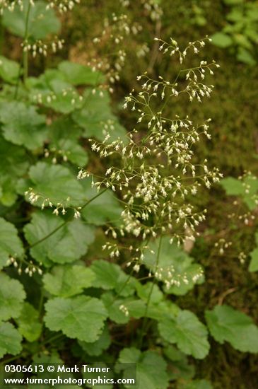 Heuchera micrantha