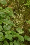 Small-flowered Alumroot blossoms & foliage