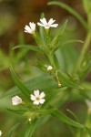 Midget Phlox blossoms & foliage detail