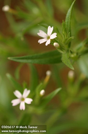 Phlox gracilis ssp. gracilis (Microsteris gracilis)