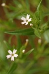 Midget Phlox blossoms & foliage detail