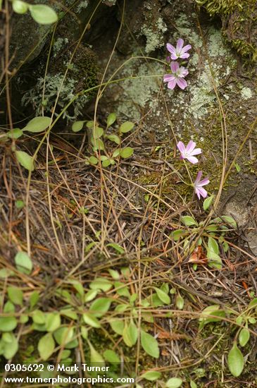 Montia parvifolia