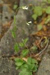 Hairy Rock Cress