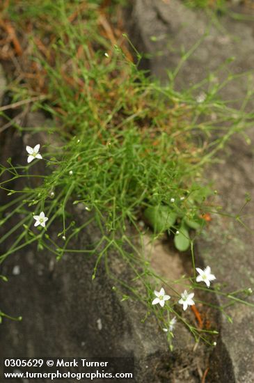 Minuartia rubella (Arenaria rubella)