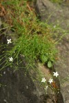 Beautiful Sandwort