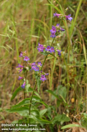 Penstemon subserratus