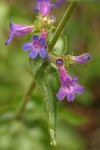 Fine-tooth Penstemon blossoms & foliage detail