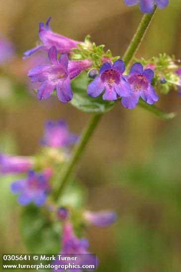 Penstemon subserratus