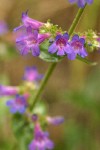 Fine-tooth Penstemon blossoms detail