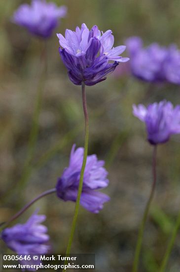 Dichelostemma congestum (Brodiaea congesta)