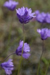 Ball-head Cluster Lily (Ookow) blossoms