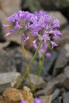 Taper-tip Onion blossoms