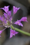 Taper-tip Onion blossoms detail